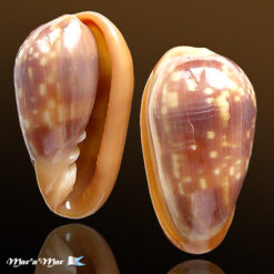 Bullata guerrinii Souza & Covert, 2001