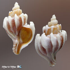 Trophon plicatus (Lightfoot, 1786)