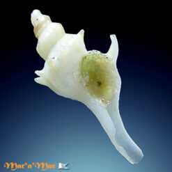 Trophon columbarioides Pastorino & Scarabino, 2008