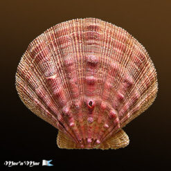 Nodipecten nodosus (Linnaeus, 1758)