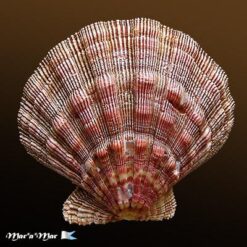 Nodipecten nodosus (Linnaeus, 1758) - Imagem 2