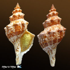 Aurantilaria aurantiaca (Lamarck, 1816)