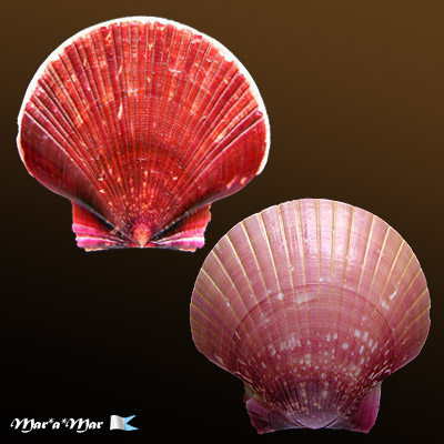Pecten ziczac (Linnaeus, 1758)