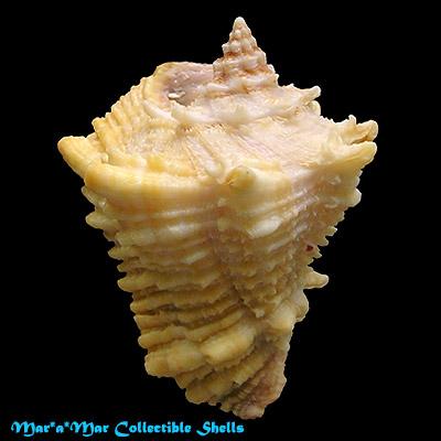 Vasum cassiforme (Kiener, 1841) - Imagem 2