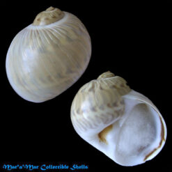 Natica marochiensis Gmelin, 1791.