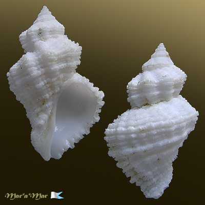 Coralliophila caribaea Abbott, 1958