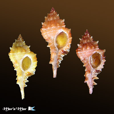 Chicoreus coltrorum E. Vokes, 1991