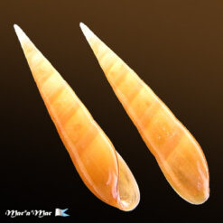 Eulima mulata Rios & Absalão, 1990*