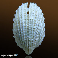 Emarginula tuberculosa Libassi, 1859