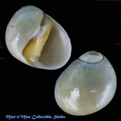 Neritina zebra Bruguière, 1792