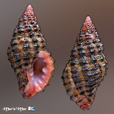 Muricopsis withrowi Vokes & Houart, 1986