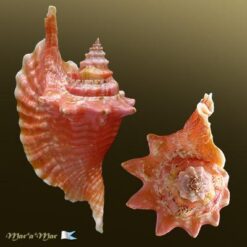 Strombus gallus Linnaeus, 1758 - Imagem 2