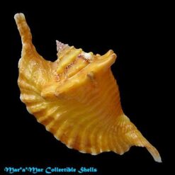 Strombus gallus Linnaeus, 1758 - Imagem 2