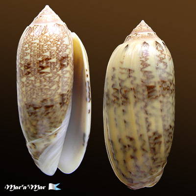 Americoliva circinata Marrat, 1870