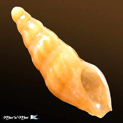Bellaspira sp.