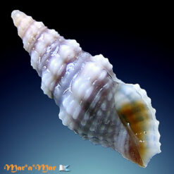Pilsbryspira sp.
