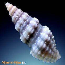Pilsbryspira sp. - Image 2