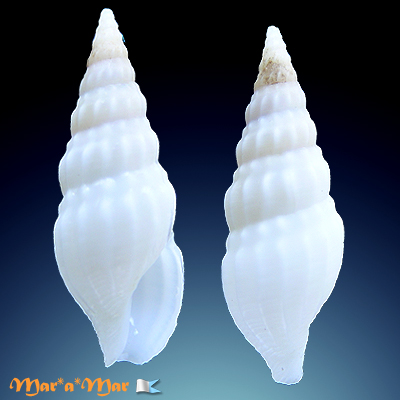Fenimorea pagodula (Dall, 1889)