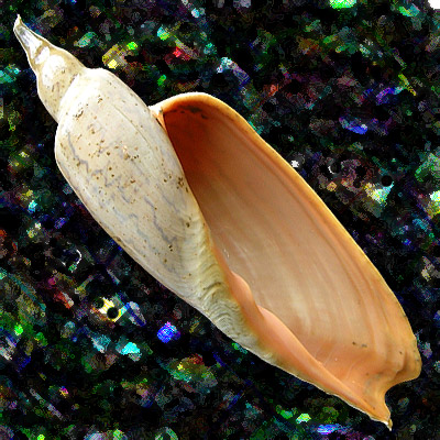 Zidona dufresnii (Donovam, 1823)