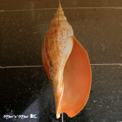 Adelomelon beckii (Broderip, 1836)