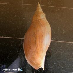 Adelomelon beckii (Broderip, 1836) - Imagem 2
