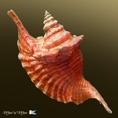Strombus gallus Linnaeus, 1758 - Imagem 2