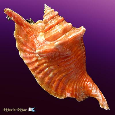 Strombus gallus Linnaeus, 1758 - Imagem 2