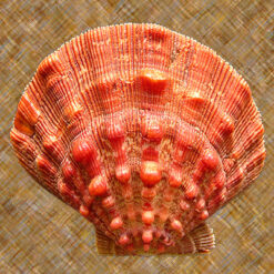 Nodipecten nodosus (Linnaeus, 1758)