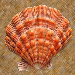 Nodipecten nodosus (Linnaeus, 1758) - Imagem 2