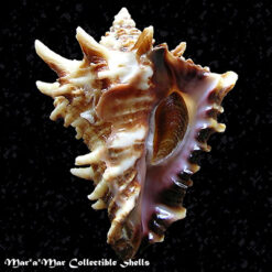 Vasum cassiforme (Kiener, 1841)