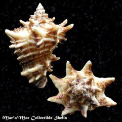 Vasum cassiforme (Kiener, 1841) - Imagem 2