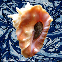 Vasum cassiforme (Kiener, 1841)