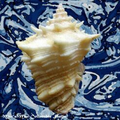 Vasum cassiforme (Kiener, 1841) - Imagem 2