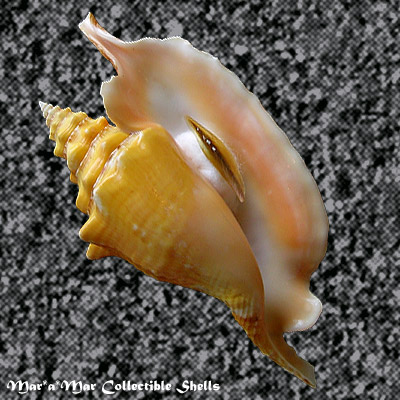 Strombus gallus Linnaeus, 1758