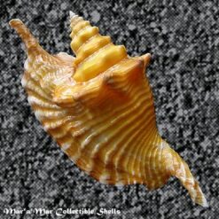 Strombus gallus Linnaeus, 1758 - Imagem 2