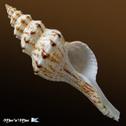 Fusinus sp.