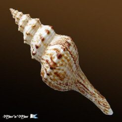 Fusinus sp. - Imagem 2