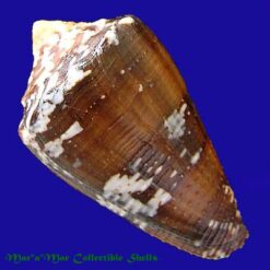 Conus regius Gmelin, 1791 - Imagem 2