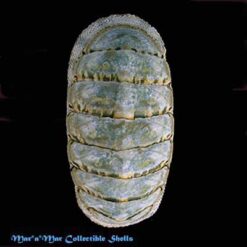 Chiton squamosus Linnaeus, 1764