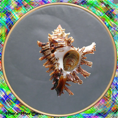 Hexaplex princeps (Broderip, 1833)