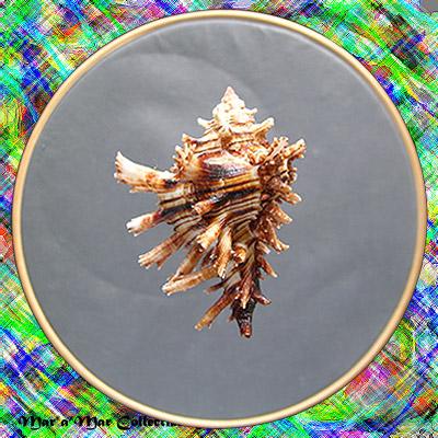 Hexaplex princeps (Broderip, 1833) - Imagem 2