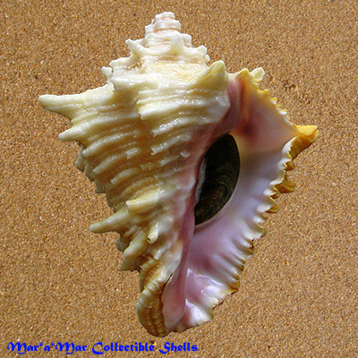 Vasum cassiforme (Kiener, 1841)