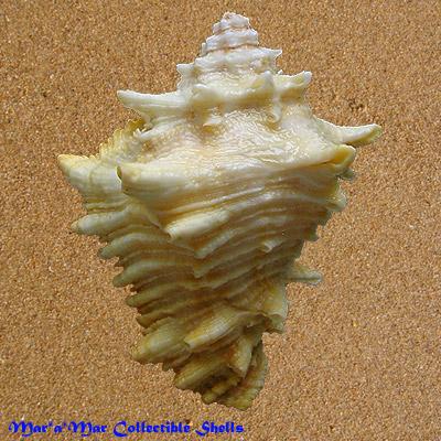 Vasum cassiforme (Kiener, 1841) - Imagem 2