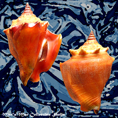 Strombus pugilis worki Linnaeus, 1758