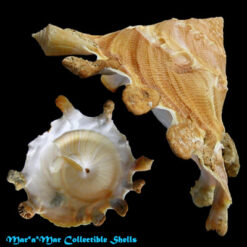 Tugurium caribaeum Petit, 1856