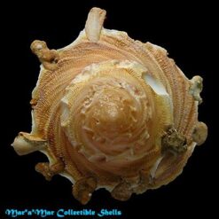 Tugurium caribaeum Petit, 1856 - Imagem 2