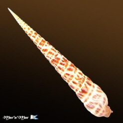 Terebra taurina (Lightfoot, 1786) - Imagem 2