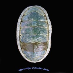 Chiton squamosus L., 1764