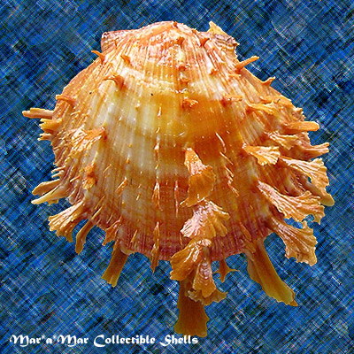 Spondylus ictericus Reeve, 1856.
