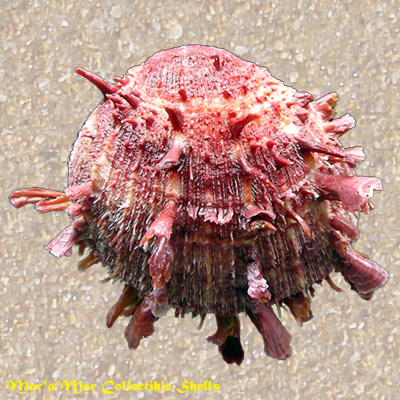 Spondylus ictericus Reeve, 1856.